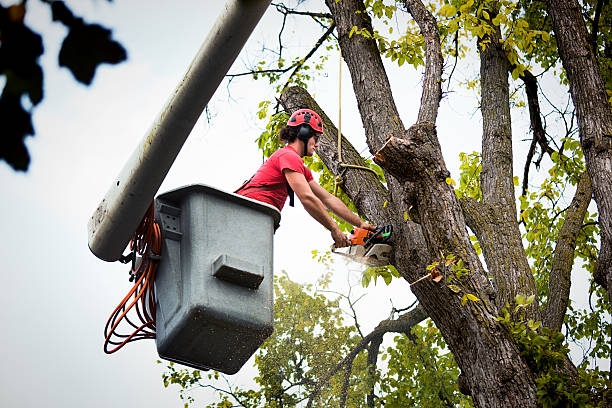 Best Palm Tree Trimming  in Prieton, NC