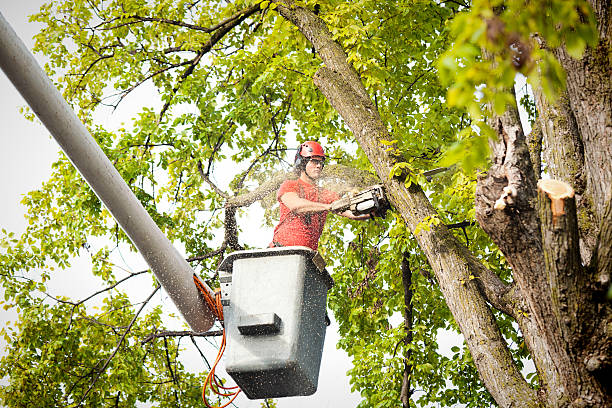 Best Hazardous Tree Removal  in Prieton, NC