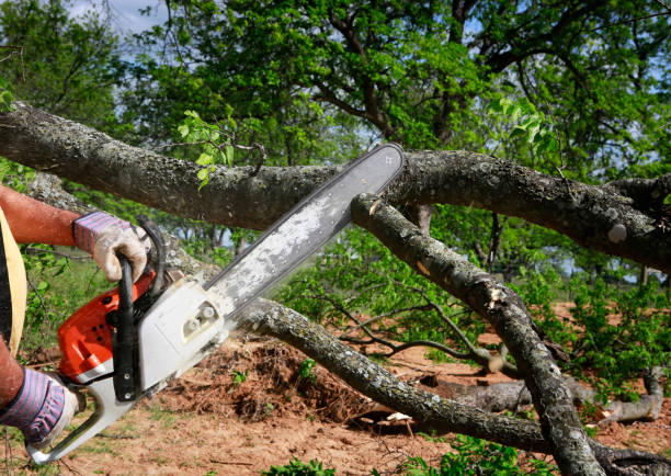 Best Lawn Grading and Leveling  in Prieton, NC